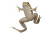 Sticker grenouille verte nage