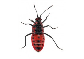 Sticker insecte gendarme