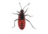 Sticker insecte gendarme