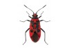 Sticker insecte rouge avec poids noir