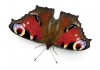 Sticker papillon moro-sphinx