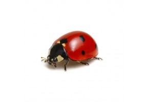 Sticker coccinelle