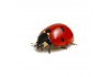 Sticker coccinelle