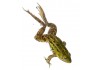 Sticker grenouille plonge