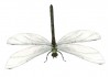 Sticker libellule desploit ailes