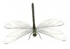 Sticker libellule desploit ailes