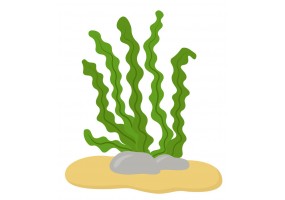 Sticker algues