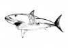Sticker requin
