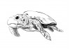 Sticker tortue de mer