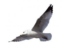 Sticker mural mouette