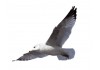 Sticker mural mouette