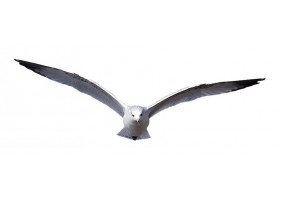 Sticker mouette pas cher