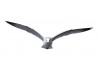 Sticker mouette pas cher
