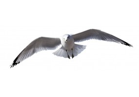 Sticker mouette deco en vol