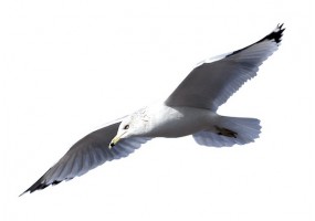 Stickers mouette