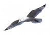 Stickers mouette