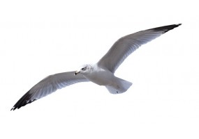 Autocollant mural mouette