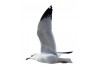 Sticker mouette plage