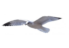 Autocollants muraux mouette