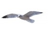 Autocollants muraux mouette