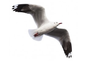 Sticker mural deco mouette