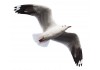 Sticker mural deco mouette