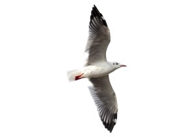 Stickers muraux mouette