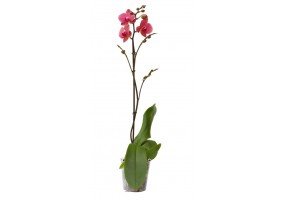 Sticker orchidée sur tige