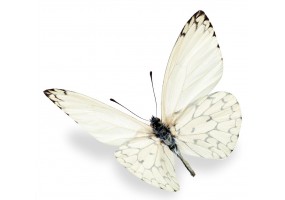 Autocollant papillon blanc