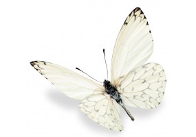 Sticker papillon blanc