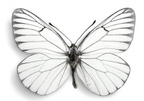 Sticker papillon blanc