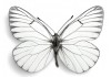 Sticker papillon blanc