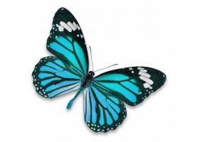 Sticker papillon bleu pas cher