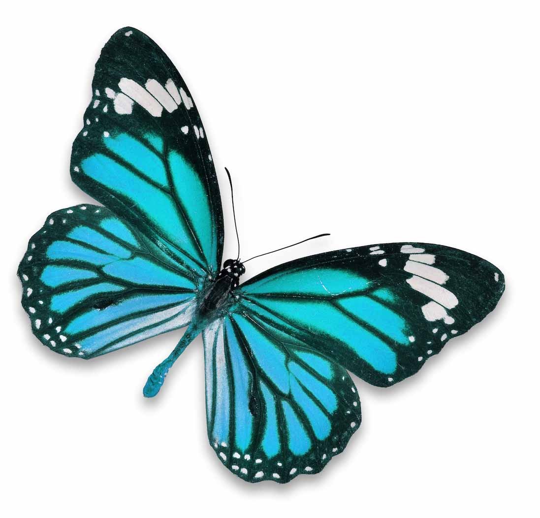 Autocollant papillon bleu pas cher 