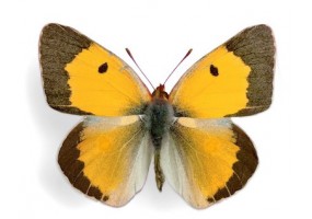 Sticker mural papillon jaune