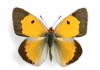 Sticker mural papillon jaune