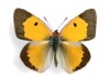 Sticker mural papillon jaune