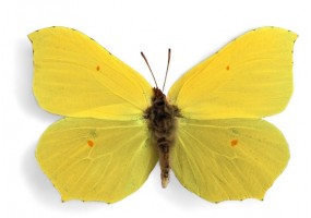 Sticker mural papillon jaune