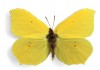 Autocollant mural papillon jaune