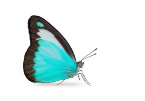 Sticker mural papillon bleu