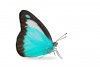 Sticker mural papillon bleu