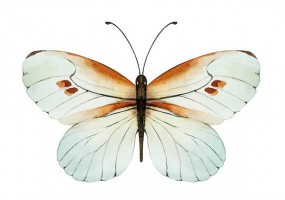 Sticker papillon blanc