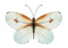 Sticker papillon blanc