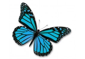 Sticker papillon bleu