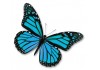 Sticker papillon bleu