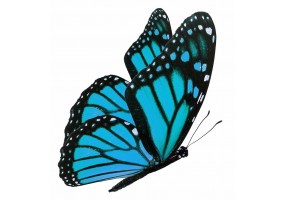 Sticker papillon bleu XXL