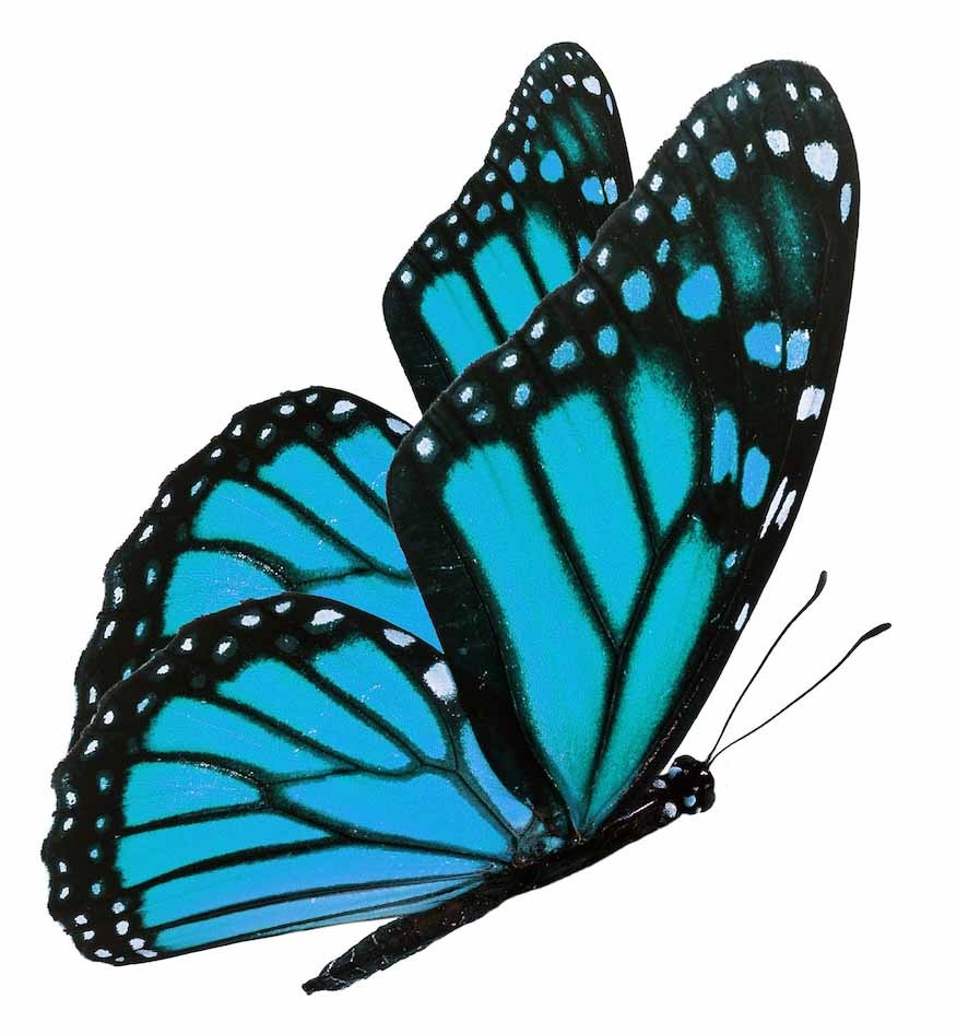 Sticker papillon bleu XXL 