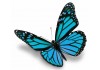 Sticker deco papillon bleu