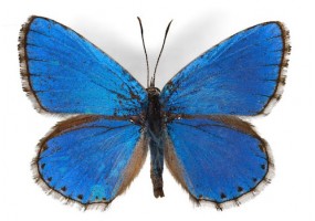 Sticker papillon bleu