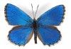 Sticker mural papillon bleu marine